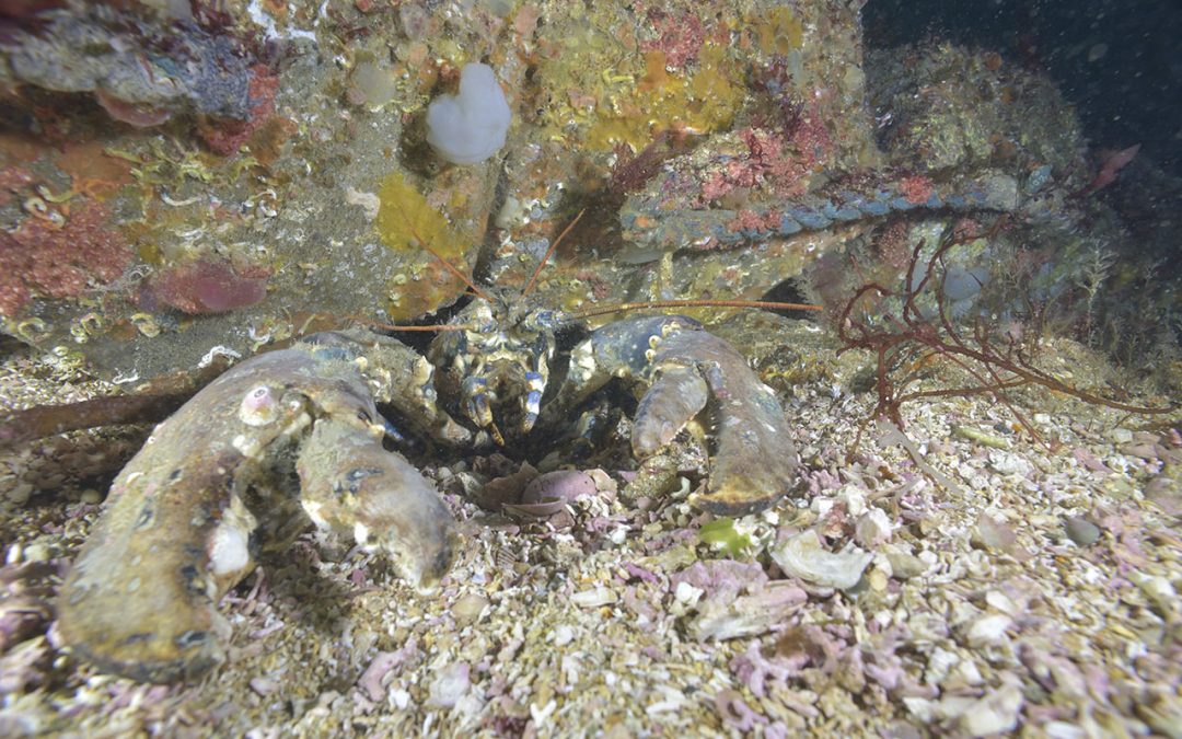 Environnement : Comment étudier l’impact des câbles électriques sous-marins sur les écosystèmes ?