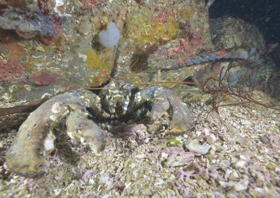 Environnement : Comment étudier l’impact des câbles électriques sous-marins sur les écosystèmes ?