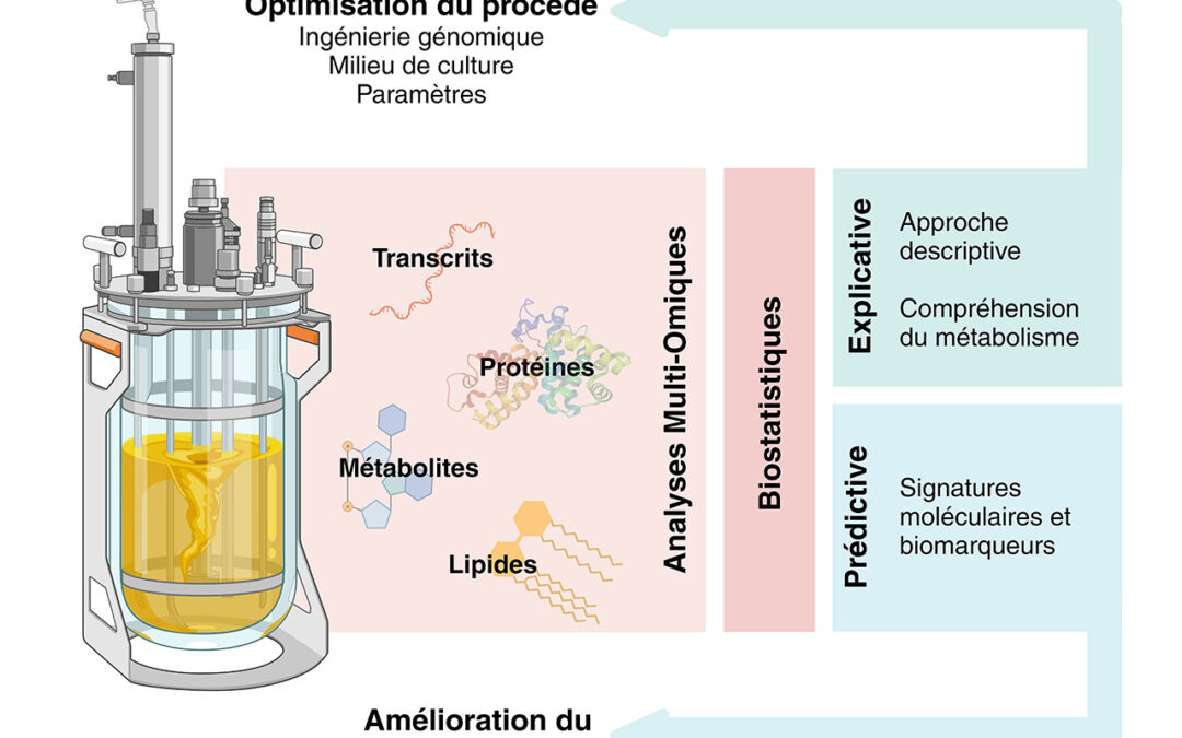 L’analyse multi-omique longitudinale au service de la bioproduction