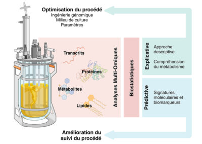 L’analyse multi-omique longitudinale au service de la bioproduction